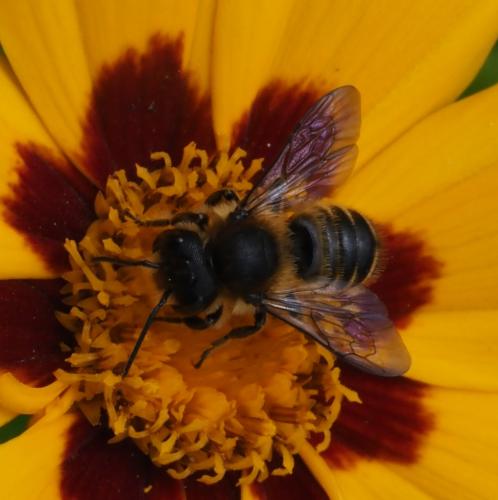 Megachile sp.